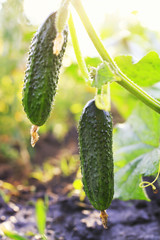 two healthy vegetable green cucumbers grown in the garden  on the farm in summer Sunny day after rain