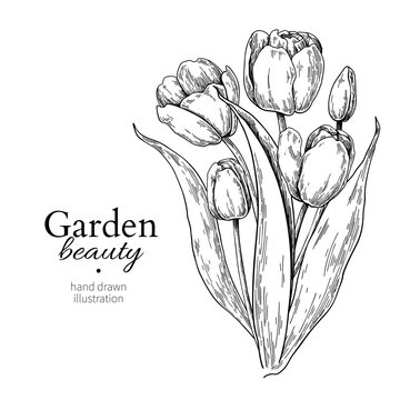 Tulip flower and leaves bouquet drawing Vector hand drawn engraved floral illustration
