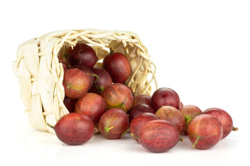Lot of whole fresh red gooseberry hinnomaki variety out of a wicker basket isolated on white