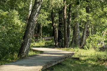 wooden footpath boardwalk in the bog swamp area