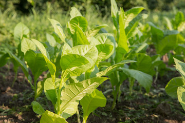Amazing Tobacco plantation . Fresh new born tobacco plant fields.
