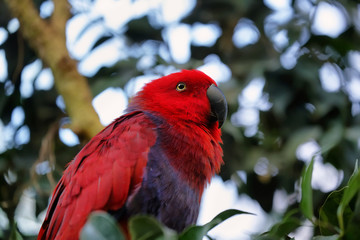 Red and blue Electus Parrot (Eclectus roratus)