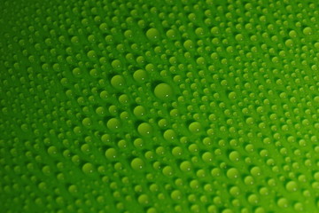 water drops on green background texture