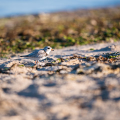 Piping Plover