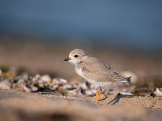 Piping Plover