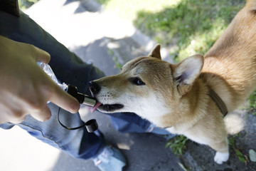 夏の柴犬