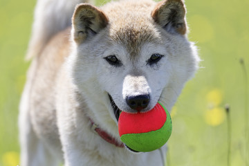 野原で遊ぶ柴犬