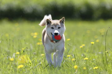 野原で遊ぶ柴犬