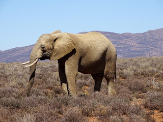 Fototapeta na wymiar Elephant