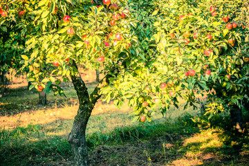 Fototapeta na wymiar Apple tree in old apple orchard.