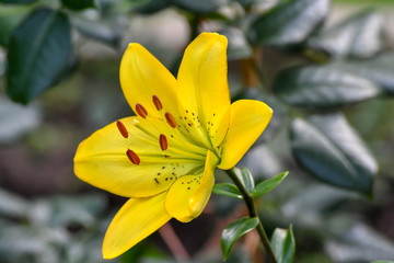 Fototapeta na wymiar yellow lily