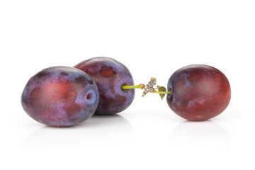 Group of three whole fresh violet-blue plum vibrant moyer variety isolated on white