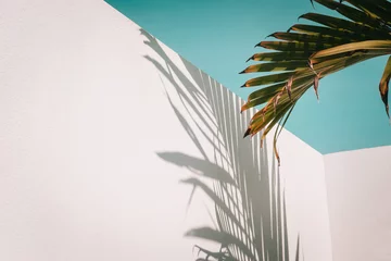 Palmenblätter gegen türkisfarbenen Himmel und weiße Wand. Pastellfarben, kreativer bunter Minimalismus. Platz für Text kopieren © Iuliia