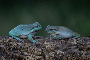 Lovely couple of green frogs sitting on a branch and facing each other. Calm, relax. Gorgeous animals.