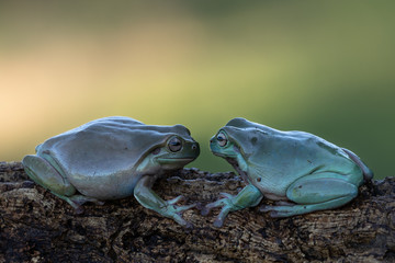 Lovely couple of green frogs sitting on a branch and facing each other. Calm, relax. Gorgeous animals.