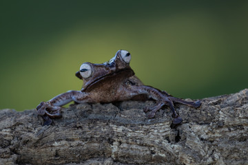 A beautiful and cute small dark brown frog resting on a branch. Wonderful looking animal, gorgeous loving eyes. Lovely green background. Water droplets falling, rain.