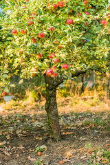 Fototapeta na wymiar Apple tree in old apple orchard.