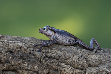 A beautiful and cute small dark brown frog resting on a branch. Wonderful looking animal, gorgeous loving eyes. Lovely green background. Water droplets falling, rain.