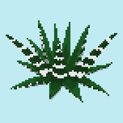 Naklejka na ściany i meble Pixel succulent haworthia