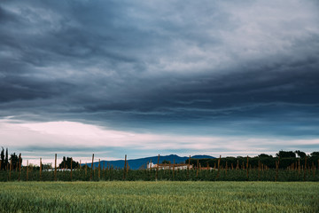 Fototapeta na wymiar Rural Landscape Of Wheat Field And Vineyard In The South Of Spain