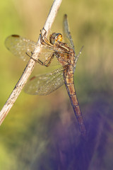 Beautiful nature scene with dragonfly Keeled skimmer (Orthetrum coerulescens) . Macro shot of dragonfly Keeled skimmer (Orthetrum coerulescens)  on the grass.