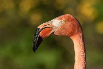 Beautiful nature scene with American flamingo (Phoenicopterus ruber). Portrait of an American flamingo (Phoenicopterus ruber) in the nature habitat.