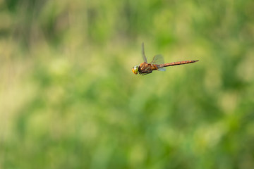 Beautiful nature scene with dragonfly Norfolk Hawker . Macro shot of the flying dragonfly Norfolk Hawker. Dragonfly in the nature habitat.