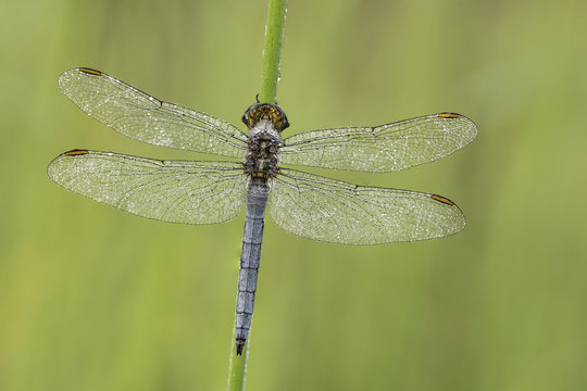 Beautiful nature scene with dragonfly Keeled skimmer (Orthetrum coerulescens) . Macro shot of dragonfly Keeled skimmer (Orthetrum coerulescens)  on the grass.