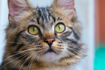 Lovely cat muzzle close-up. Chic fluffy cat.