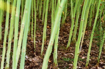 Rapeseed stems in soil. Agricultural rapeseed. Rapeseed field.
