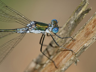 Emerald damselfly (Lestes sponsa)