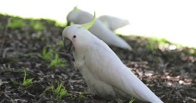 Close up side shot of cockatoo eating from it's feet