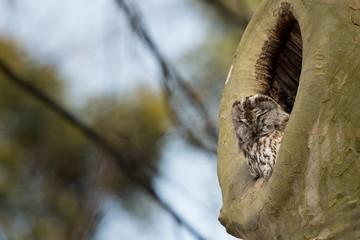 Beautiful nature scene with Tawny Owl (Strix aluco). Tawny Owl (Strix aluco)   in the nature habitat.