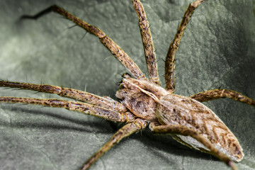 Abstract macro photo with spider - Pisaura mirabilis - Poland - macro - closeup