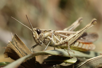 Grasshopper (Orthoptera) © dennisjacobsen