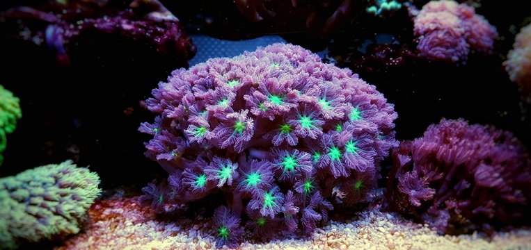 Clavularia glove polyps isolated image in saltwater aquarium
