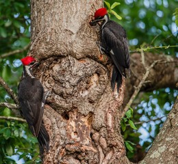 Pileated Woodpeckers