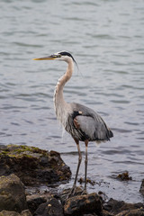 Great Blue Heron standing in perfect balance on marina cove rocks while hungry for next meal.