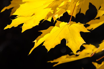 Golden Maple Leaves Exhibiting the Elegance of Autumn