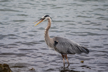 Great Blue Heron wading in shoreline water of lagoon screeching with open beak.