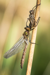 Beautiful nature scene with dragonfly Downy emerald. Macro shot of dragonfly Downy emerald on the grass. Dragonfly in the nature habitat.