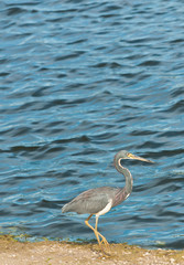 Front view, medium distance of a tricolored heron standing on the shoreline of a lake focused on catching its next meal on a tropical sunny, summer day
