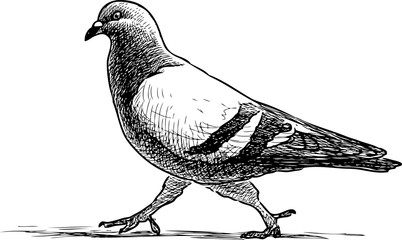 Sketch of a pigeon goes on a stroll
