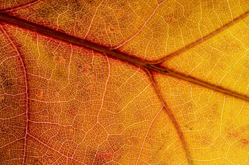 Obraz premium Nature Abstract: Cells and Veins of a Colorful Autumn Leaf