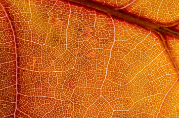 Nature Abstract: Cells and Veins of a Colorful Autumn Leaf