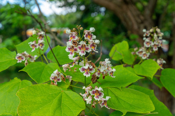 Flowers in the garden