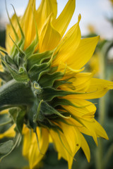 Back side of a sunflower head