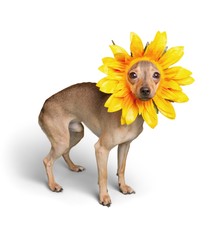 Chihuahua Dressed Up as a Sunflower