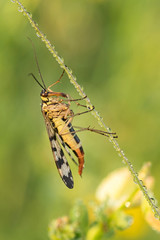 Beautiful nature scene with insect Mecoptera . Macro shot of insect Mecoptera  on the grass. Mecoptera  in the nature habitat.