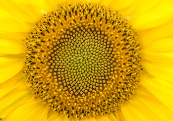 Obraz premium Sunflower seeds 